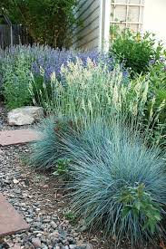 Pin By Gail Magers Anderson On Gardening Ideas Drought Tolerant Garden Drought Tolerant Landscape Xeriscape