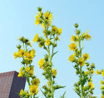 Silphium laciniatum #2 (Compass Plant)