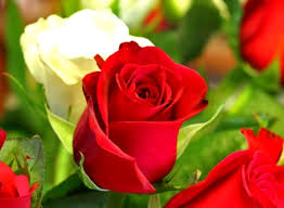 Choose from hundreds of free flower wallpapers. Illussion Flower Logo Free Download