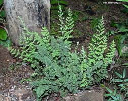 Image result for Cheilanthes similis