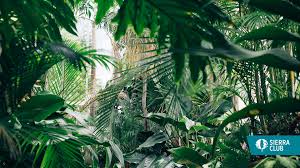 Get Outdoors With Our Virtual Backgrounds Sierra Club Find & download free graphic resources for tropical background. our virtual backgrounds