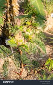 Image result for Acacia cornigera