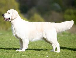 This means that there may be many dogs and puppies out there that are. Retriever Golden Breeds A To Z The Kennel Club