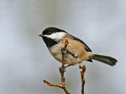 Birds Of Central Oregon Book In The Backyard Black Capped Chickadee Pacific Nw Birder Black Capped Chickadee Backyard Birds Chickadee