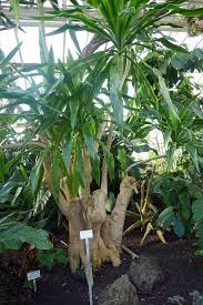 Image result for Dracaena steudneri