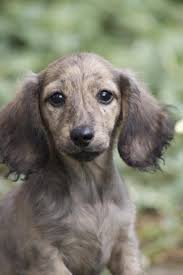 Black And Cream Dapple Dachshund Cream Brindle Mini Dachshund Dapple Dachshund Dachshund Breed