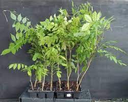 How To Grow Wisteria From Seed The Garden Of Eaden Wildflower Garden Garden Vines Wisteria How To Grow