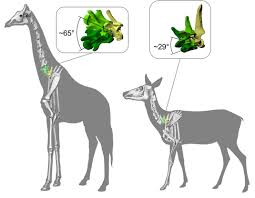 .or the long necked camel. Bones Reveal The Secret Of The Exceptional Long Neck In Giraffes Palaeontology Lmu Munich