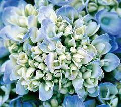 Hydrangea Planting Hydrangeas Hydrangea Flower Beautiful Hydrangeas