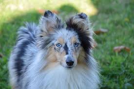 The shetland sheepdog breed is not considered a miniature collie as it was not derived from selectively breeding rough collies. Dog Bitch Shetland Sheepdog Blue Free Photo On Pixabay