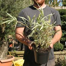 Image result for Pleioblastus fortunei