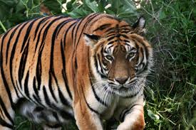 Resultado de imagem para panthera tigris
