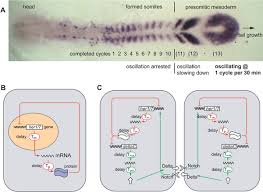 • primitif düğümden köken alan hücreler paraksiyal mezodermi oluşturur. Setting The Tempo In Development An Investigation Of The Zebrafish Somite Clock Mechanism