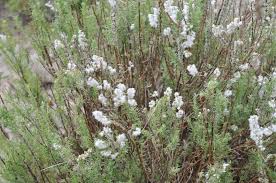 Image result for Eriocephalus racemosus