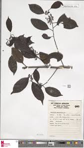 Image result for Metteniusaceae