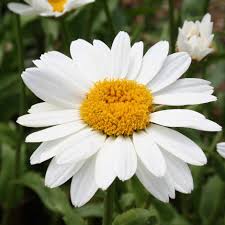 Shasta daisies are a beloved perennial. Buy Shasta Daisy Leucanthemum Superbum Snowcap 7 99 Delivery By Crocus