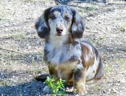 Snickers Chocolate Cream Dapple Long Haired Mini Dachshund Daschund Dog Puppies And Kitties Dapple Dachshund