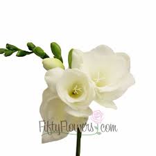 White Freesia Flowers Fiftyflowers Com Freesia Flowers White Wax Flower Wax Flowers
