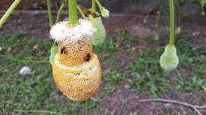 Admindecember 11, 2019january 18, 2021 uncategorized no comments. Np Bunga Petai A Blog About Trigona Stingless Bees Honey And Propolis Syamille Khasiat Madu Dan Propolis Lebah Kelulut Malaysia Lebah Bunga Madu