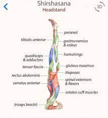 Janu sirsasana or the head to knee pose is an excellent asana to increase. Facebook