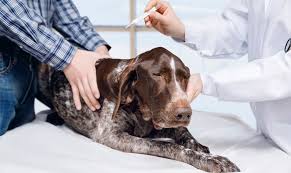 Denn genau wie bei uns menschen ist fieber auch bei im folgenden erklären wir ihnen daher, wie sie fieber bei ihrem hund erkennen und ab wann sie mit ihrem vierbeiner bei einem tierarzt vorstellig. Korpertemperatur Beim Hund Wann Hat Ein Hund Fieber