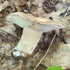 Image result for Boletus variipes