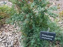 Hypericum perforatum l' iperico è una pianta spontanea della famiglia delle ipericacee che cresce lungo le strade o ai bordi dei campi. Iperico Perforato Picture Of Giardino Dei Semplici Miasino Tripadvisor