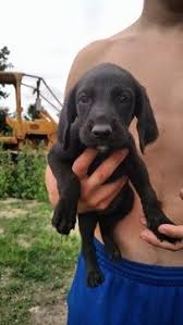 Black And Tan Coonhound Mix Puppies Black And Tan Coonhound Poodle Standard Mix Puppy For Sale In Worthington In Adn 34714 On Puppyfinder Com Gender Puppies For Sale Coonhound Standard Poodle
