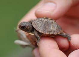 Well, you're still reading, so i guess the reasons listed above didn't scare you another excellent way to get a turtle is to adopt one. Turtles That Stay Small Finding The Perfect Pet Turtle Pet Territory