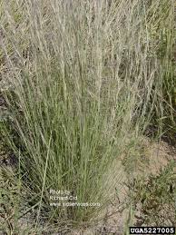 Image result for Aristida bipartita