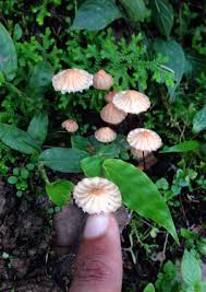Image result for Marasmius rotula
