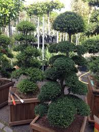 Arbres Nuage Japonais Bonsai Geant Juniperus Virg Glauca Acheter Vos Arbres Chez Le Specialiste Du Jardin Zen Francais Art Garden Www Art Garden F Patios