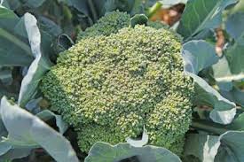 We did not find results for: Yard And Garden Planting Broccoli In The Home Garden News