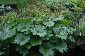 Adding drama in the garden, it performs best in cool summer climates. Darmera Peltata Woottens Plants