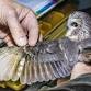 Saw-whet Owl Migration Field Trip event image