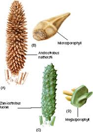 Image result for Cycadaceae