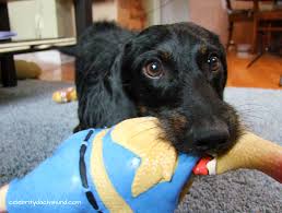 Standard, miniature and kaninchen (rabbit dog) all defined by measuring the circumference of. The Truth About Wire Haired Dachshunds Crusoe The Celebrity Dachshund