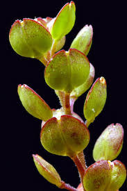 Image result for Lepidium bonariense