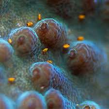 Hydroids? 3 Stages...What Is It And How Do I Get Rid Of It? |  Saltwaterfish.Com Forums For Fish Lovers!