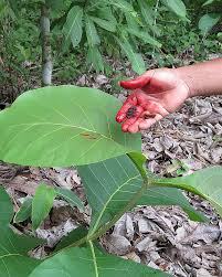 Image result for Tectona