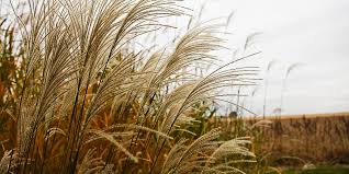 Fire effects information system, online. Seedquest Central Information Website For The Global Seed Industry