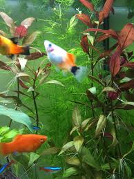 Plus important encore sont les techniques im montrant dans cet article. Fil D Actualite Forum Aquarium Forum Poisson Un Espace D Echanges Et Des Forums De Discussions Reserves Aux Aquariophiles Passionnes D Aquarium Et D Aquariophilie