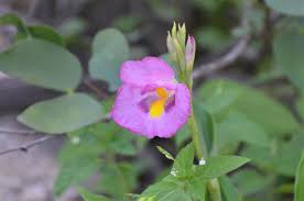 Image result for Siphonochilus longitubus