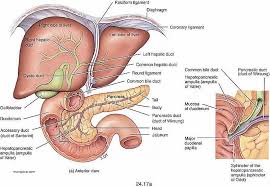 Where is your liver is located. Diagram Of Liver