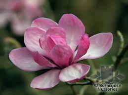 Pin On Blossom