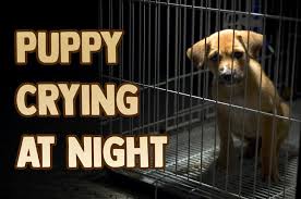 Maybe you would like to learn more about one of these? Puppy Is Crying At Night Why And What To Do Houndgames