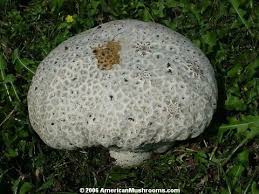 Check spelling or type a new query. Skull Shaped Puffball Calvatia Craniformis Puffball Mushroom Stuffed Mushrooms Mushroom Fungi