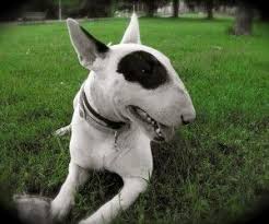 Pin On Dog Lover