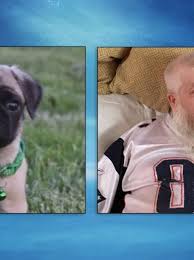 Pug puppies are available in eight weeks january eight all pups will be vaccinated and dewormed also vet checked if interested please call me at area … male available at redding kennels in ct 413.07 miles I Team Disabled Portland Man Loses 500 In Puppy Selling Scam Warns Others Wgme