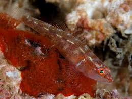 Image result for Bergia mossambicensis